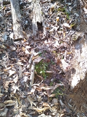 Asplenium