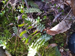 Asplenium