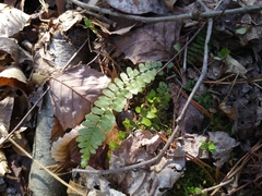 Asplenium