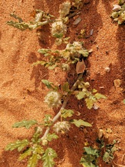 Neurada procumbens