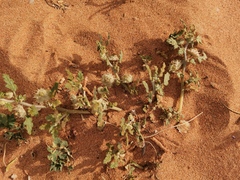 Neurada procumbens