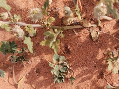 Neurada procumbens