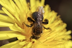 Andrena