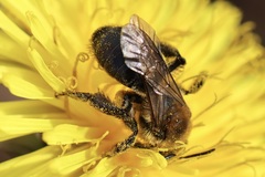 Andrena