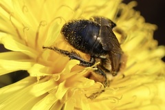 Andrena