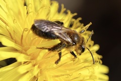 Andrena