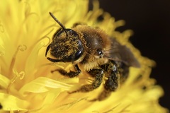 Andrena