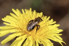 Andrena