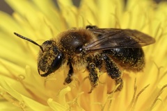 Andrena