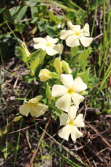 Thunbergia dregeana