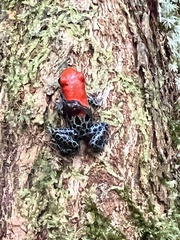 Ranitomeya reticulata