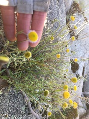 Erigeron aphanactis