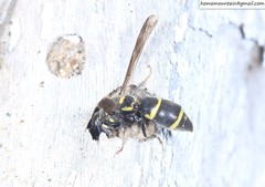 Allodynerus mandschuricus