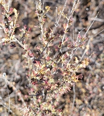 Baccharis pteronioides