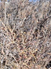 Baccharis pteronioides