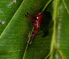 Paratrachelophorus