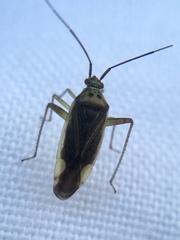 Closterotomus trivialis