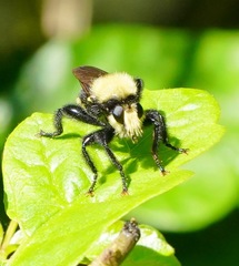 Laphria sackeni