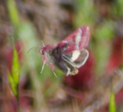 Schinia pulchripennis