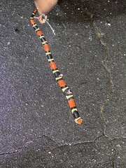 Micrurus surinamensis