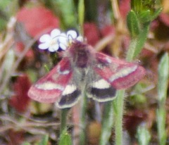 Schinia pulchripennis