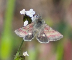 Schinia pulchripennis