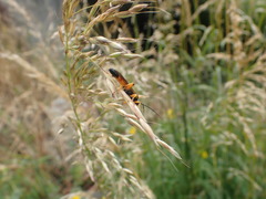 Ichneumon lotatorius