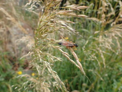 Ichneumon lotatorius