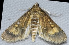Niphograpta albiguttalis