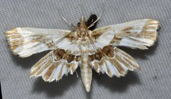 Undulambia striatalis