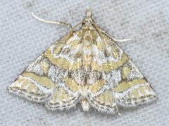 Leptosteges flavifascialis