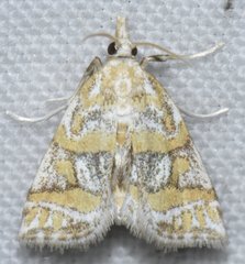 Leptosteges flavifascialis