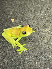 Boana cinerascens