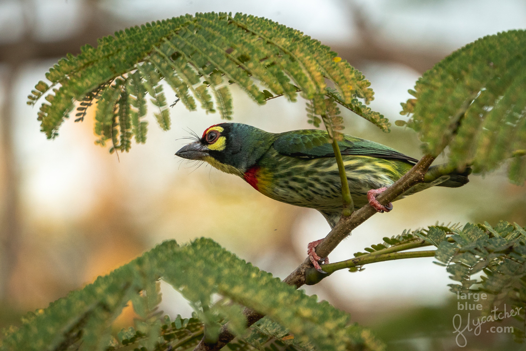 Coppersmith Barbet (Psilopogon haemacephalus) photo