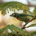 Coppersmith Barbet - Photo (c) Sam Hambly, some rights reserved (CC BY-NC), uploaded by Sam Hambly