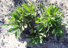Senecio glastifolius