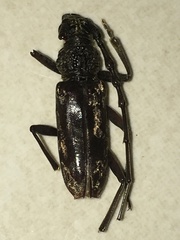 Trirachys holosericeus