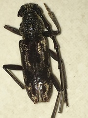 Trirachys holosericeus