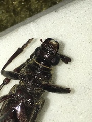 Trirachys holosericeus