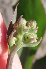 Senecio glastifolius