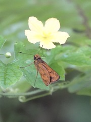 Oriens californica