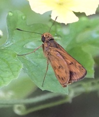 Oriens californica