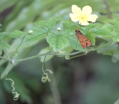 Oriens californica