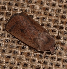 Proteuxoa porphyrescens