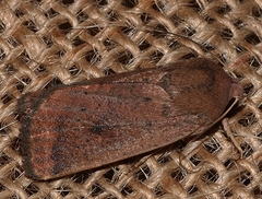 Proteuxoa porphyrescens