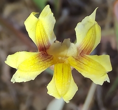Goodenia fascicularis