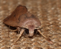 Proteuxoa porphyrescens