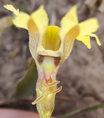 Goodenia fascicularis