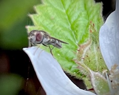 Platycheirus trichopus