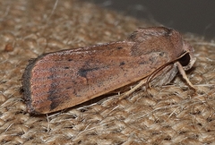 Proteuxoa porphyrescens